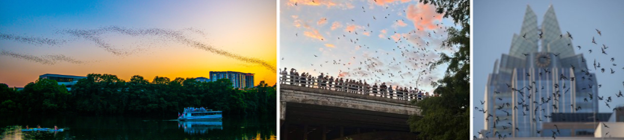 Bat Viewing